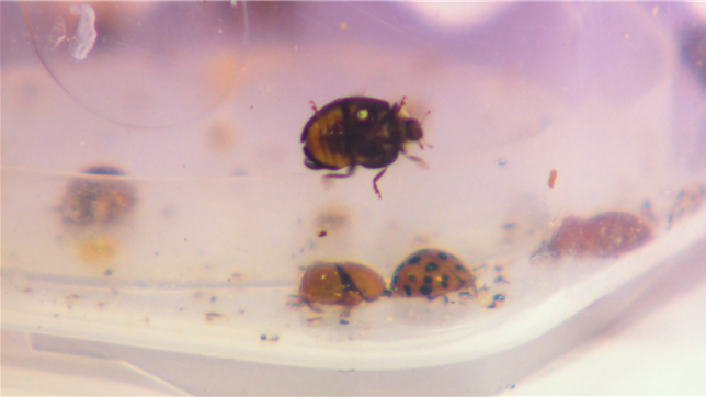 Le premier MAG Sciences s'intéresse à un curieux insecte : la coccinelle. Si de prime abord, elle semble muette, cette petite bête à pois communique bel et bien grâce aux phéromones. Des chercheurs sont chargés de décrypter ce langage invisible à nos sens humains.