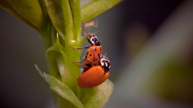 En Wallonie, il existe plusieurs espèces de coccinelles différentes.