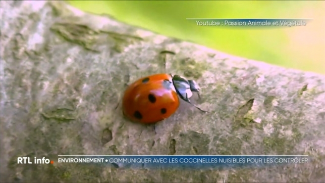 Chaque soir de cette semaine, RTLinfo s'intéresse aux découvertes et progrès scientifiques en Belgique. Ce soir, gros plan sur le travail de décryptage du langage des coccinelles effectué par une chercheuse de l'Université Agro-Bio Tech de Gembloux.
