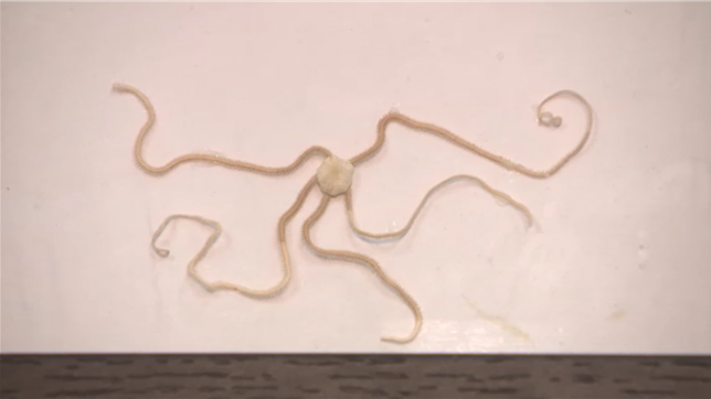 Le monde marin regorge de petites créatures colorées et de formes diverses. Mais il y en a une en particulier qui est capable d'émettre sa propre lumière : l'ophiure. Ce procédé s'appelle la bioluminescence.