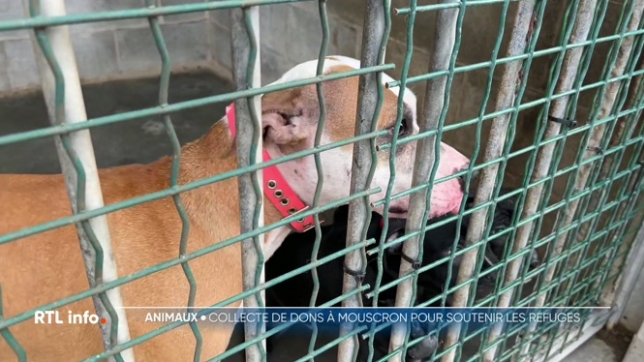 De nombreux refuges pour animaux peinent de plus en plus à joindre les deux bouts.
 Pour les soutenir, la cellule bien-être animal de la ville de Mouscron organise chaque année une collecte de dons.