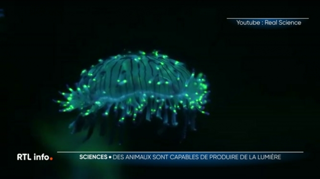 Une immersion dans le monde mystérieux de la bioluminescence avec des animaux capables d'émettre leur propre lumière. Un phénomène souvent spectaculaire que des chercheurs de l'UMons et de l'UC Louvain tentent de mieux comprendre.