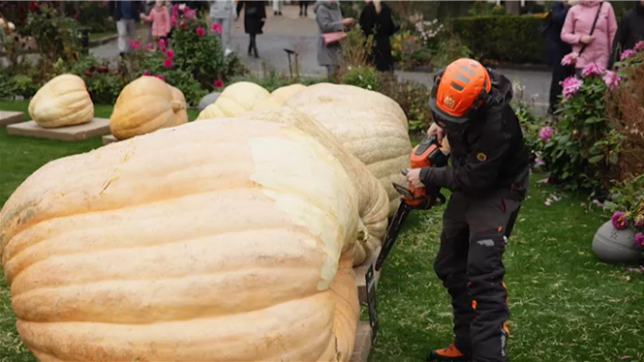 Neuf citrouilles géantes sont sculptées et seront illuminées lors du concours annuel d'Halloween à Copenhague, dont la grande gagnante pèse cette année 903,5 kg.