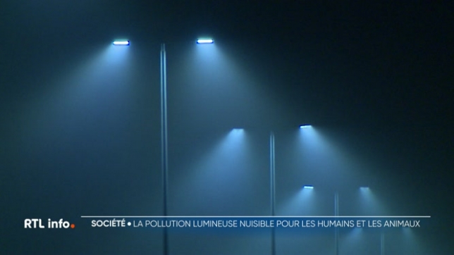Natagora tire la sonnette d'alarme: faune, flore et santé humains souffrent de l'éclairage artificiel et de la pollution lumineuse. Cela serait une menace silencieuse pour les organismes.