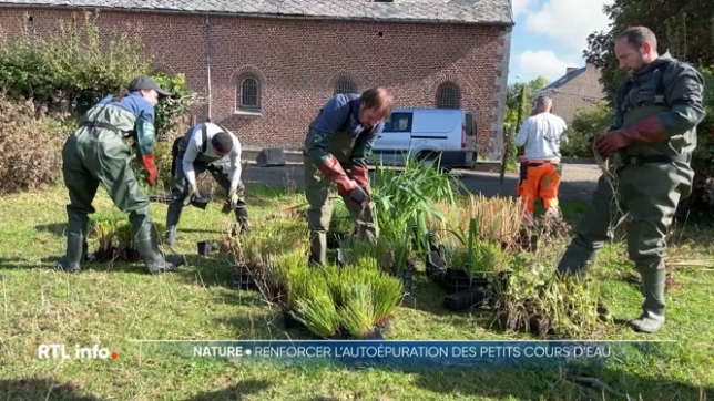 En province de Liège, des chantiers de végétalisation ont été lancés pour redonner vie aux petits cours d'eau. Le but est de renforcer leur capacité naturelle à s'autoépurer face aux eaux domestiques usées.