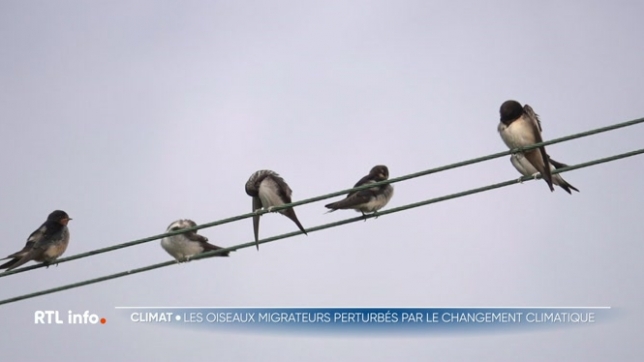Certains trajets de migration empruntés par les oiseaux peuvent être plus longs, plus compliqués avec les bouleversements du climat qui s'accélèrent. Avec pour conséquence, une diminution de la population de certaines espèces. Explications.