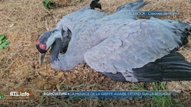 Plusieurs foyers ont été découverts : deux en Flandre dans des exploitations professionnelles, et un troisième chez un particulier en province de Liège. Face à cette menace, les autorités ont rétabli l’obligation de protection des volailles sur notre territoire depuis la semaine dernière.