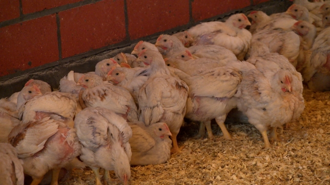 grab grip aviaire.jpg