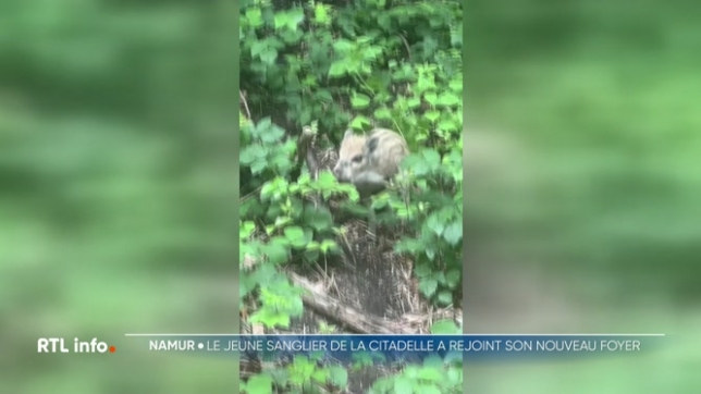 Ce transfert a été réalisé dans le respect du bien-être animal et de la sécurité publique, avec le concours du Service du Bien-être animal de la Ville de Namur, de la Base aérienne de Florennes, de la zone de police Namur Capitale et de l’encadrement vétérinaire nécessaire.