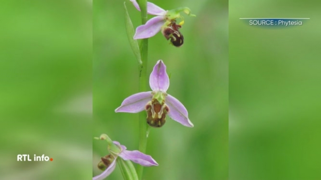 Dans nos forêts et jardins, certaines plantes comme les orchidées sont en voie de disparition. Pour les préserver, une entreprise de Tinlot a lancé un programme de sauvegarde, d'abord mené en laboratoire pour redonner vie à ces fleurs dans la nature.