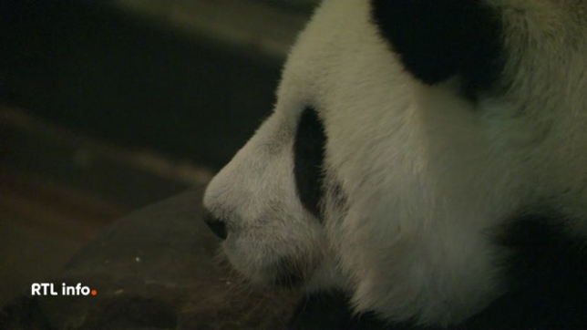 Après 12 ans au parc animalier Pairi Daïza, la femelle panda Hao Hao doit retourner en Chine pour recevoir des soins. Soignée depuis des mois à Brugelette, elle nécessite désormais une prise en charge médicale spécialisée. Son départ est prévu en décembre.