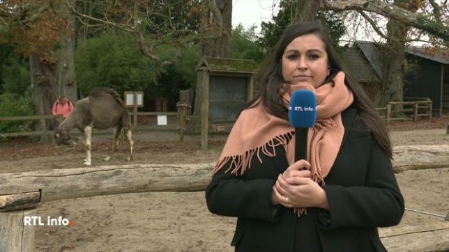Justine Roldan Perez, en direct dans le RTL Info 13h, fait le point sur la gare en construction à Pairi Daiza, jusqu'à présent difficilement accessible en train. Des travaux vont débuter en 2026 pour rapprocher les quais du parc.