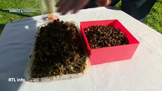 Les frelons asiatiques ont proliféré cette année en Belgique, avec un impact direct sur la survie des abeilles et donc pour les apiculteurs. A Manhay, un apiculteur amateur se défend de ces frelons avec les moyens du bord.