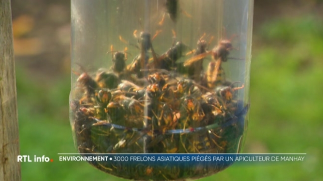 Les frelons asiatiques ont vraiment proliféré cette année en Belgique, et cela a un impact direct sur la vie des abeilles, et donc sur l'activité des apiculteurs. A Manhay, un apiculteur amateur se défend contre ces frelons avec les moyens du bord. Il en a éliminé plus de 3.000 en un an.
