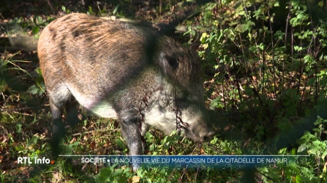 Marco, le sanglier qui avait élu domicile sur les flancs de la Citadelle de Namur, a donc été recueilli par les militaires de la base aérienne de Florennes. Il en est devenu la mascotte officielle, et y est choyé comme il se doit par ses hôtes.