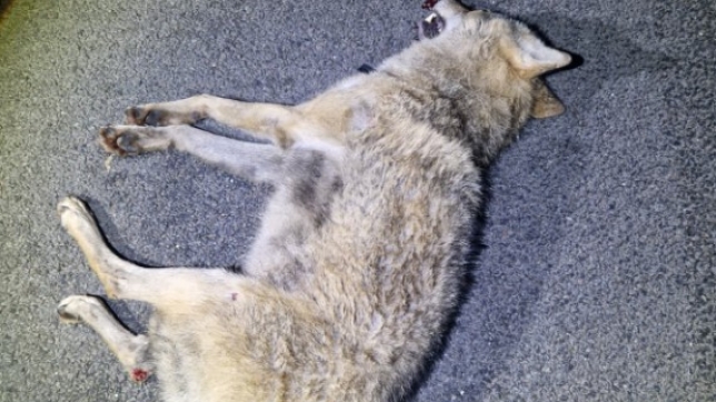 Capture d’écran 2025-11-07 090125.jpg