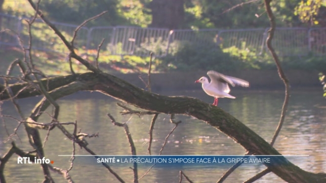 La ville de Liège met en garde contre la présence du virus de la grippe aviaire qui a été détecté dans le parc de la Boverie. Les chiens doivent être tenus en laisse et les promeneurs ne doivent pas approcher les oiseaux. Cette mesure de précaution est à présent valable pour la Wallonie entière.