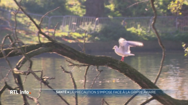 La ville de Liège appelle à la prudence. Le virus de la grippe aviaire a été détecté dans le parc de la Boverie. Les chiens doivent être tenus en laisse et les promeneurs invités à ne pas approcher les oiseaux. Cette mesure de précaution est désormais valable dans toute la Wallonie.