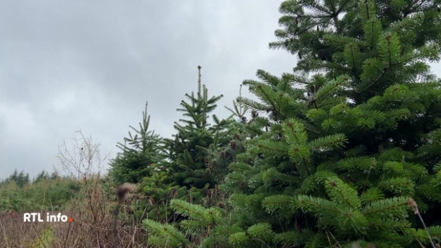 Le prix des sapins de Noël pourrait augmenter cette année en raison de gelées tardives fin mai, très agressives pour les plantes. La croissance des sapins a été retardée d'un an, il y en aura donc moins sur le marché, avec une hausse attendue de 5 à 10 %.
