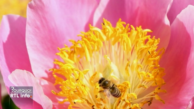 La COP30 à Belém entre dans son 2e jour jusqu'au 21 novembre. Parmi les sujets, la biodiversité : protéger plantes et animaux, alors qu'en Belgique un quart des abeilles n'a pas survécu à l'hiver dernier et de nombreuses espèces sont en danger.