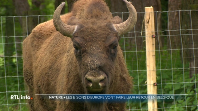 En 2027, un troupeau de 15 bisons sera réintroduit à l'état sauvage au Parc National de Bosland, dans le Limbourg. Ils seront en semi-liberté.