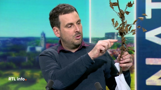 Invité du RTLinfo 13h., Simon de Witte, pépiniériste, évoque le nombre de plantes à planter par mètre, les différences entre le hêtre et le charme et quelle est la meilleure haie pour la nature.