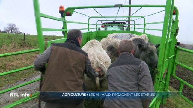 La baisse des températures et le retour du gel donnent beaucoup de travail aux agriculteurs. Ils sont obligés de pratiquer l'hivernage, à savoir rentrer le bétail à l'intérieur pour le protéger du froid et y passer les mois qui viennent.