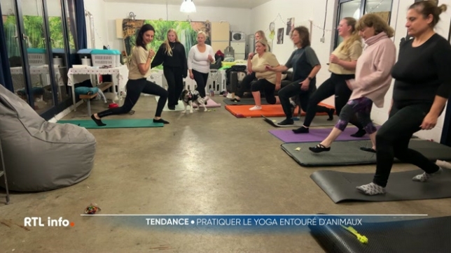 Il y a des chats, des cochons d'Inde et parfois même des chèvres ! Les animaux sont bénéfiques pour les participants, ils aident notamment à la déconnexion. Découverte d'une séance dans un centre de zoothérapie, à Glons, en province de Liège.