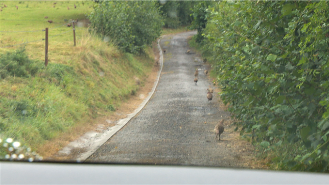 Depuis début octobre jusque fin janvier, nous sommes en période de chasse. Cette période varie en fonction des régions, mais aussi des espèces. Parmi elles, les colverts et les faisans. Des espèces en grande partie importées chez nous pour être chassées, entreposées dans d’immenses volières un peu partout en Wallonie. Des endroits soumis à polémique, discrets et difficiles d’accès. Nous avons pu nous en approcher.