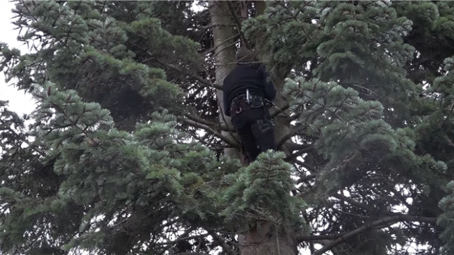 Le conifère passera encore la nuit dans sa région d’origine avant d’être encadré par la police jusqu’à la Grand-Place, jeudi à l’aube.