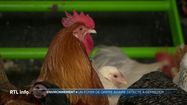 Un premier foyer de grippe aviaire a été détecté en Wallonie, dans un élevage de Gembloux, où 11.500 poulets ont dû être abattus. Il s'agit déjà du sixième foyer recensé depuis la reprise du virus en octobre.