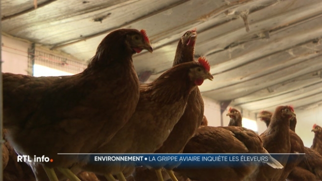 Trois foyers ont été détectés dans des élevages de volailles. Des milliers de bêtes ont dû être abattues. Des centaines de milliers sont confinées. Les éleveurs et les secteurs craignent que les foyers se multiplient. Un secteur qui pèse tout de même 180 millions d'euros en Wallonie.