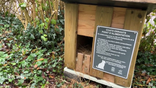 Des élèves de l'Institut spécialisé Notre-Dame à Philippeville ont fabriqué des abris pour chats errants afin que ceux-ci trouvent un peu de chaleur durant les nuits. Des volontaires se chargent de l'entretien quotidien.