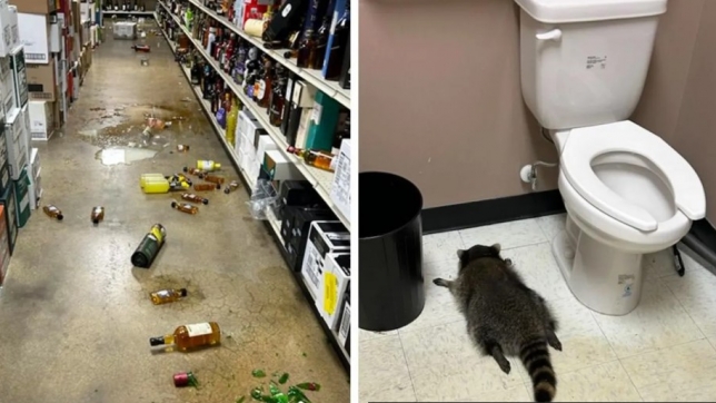 Capture d’écran 2025-12-03 175831.jpg