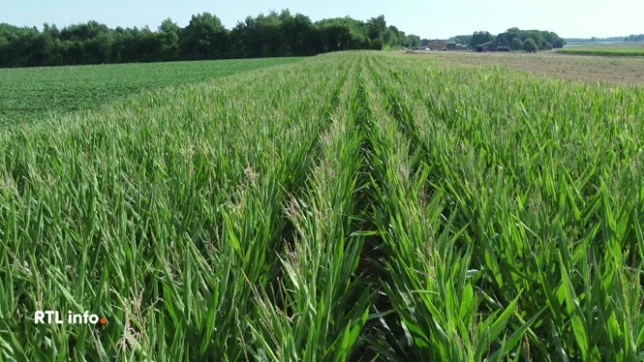 L'accord porte sur une nouvelle génération d'organismes génétiquement modifiés, qui permettent de modifier l'ADN d'une plante, sans introduire d'ADN étranger. Cette technologie permettrait de cultiver des plantes résistantes au changement climatique.