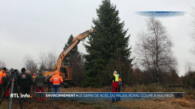 Des élèves en horticulture d'une école de la province de Liège ont coupé ce matin, à Malmedy, le sapin de Noël qui doit orner le palais royal pendant les fêtes. L'opération a été délicate.