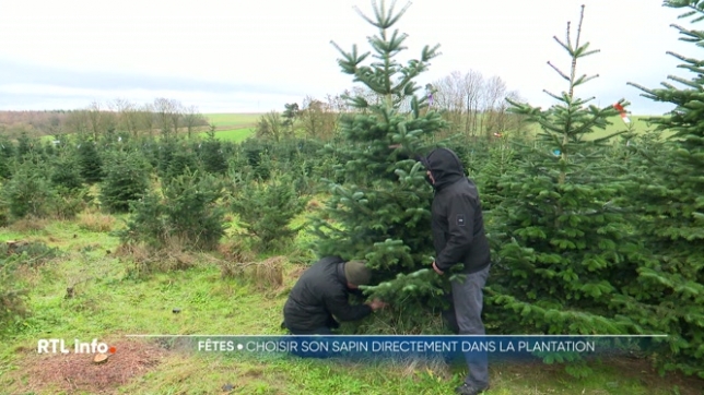 À peine Saint-Nicolas passé, l'esprit de Noël s'installe déjà de manière très concrète. Ce matin à Anhée, près de Namur, les habitants ont pu choisir et couper eux-mêmes leur sapin directement dans la plantation, offrant une expérience à la fois authentique et conviviale.
