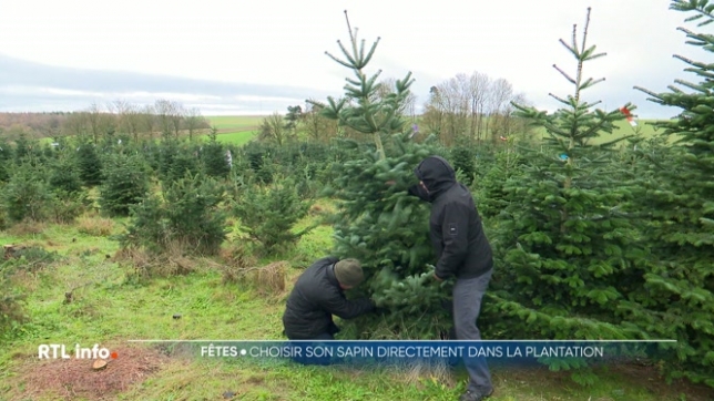 À peine Saint-Nicolas passé, l'esprit de Noël s'installe déjà de manière très concrète. Ce matin à Anhée, près de Namur, les habitants ont pu choisir et couper eux-mêmes leur sapin directement dans la plantation, offrant une expérience à la fois authentique et conviviale.
