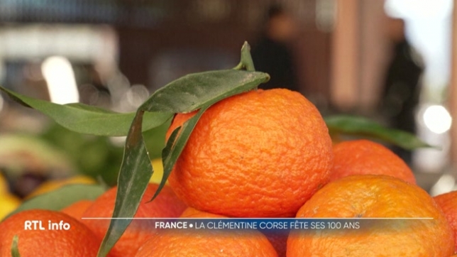 Si la plupart des clémentines viennent d'Espagne ou du Maroc, certaines portent le goût unique de l'île de Beauté. Cette année, la clémentine corse fête ses 100 ans et son histoire se raconte.