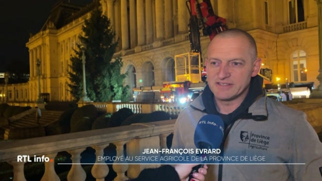 Un épicéa de 14 mètres de haut a été coupé à Malmedy la semaine passée, et dressé ce matin dans le jardin du palais royal.