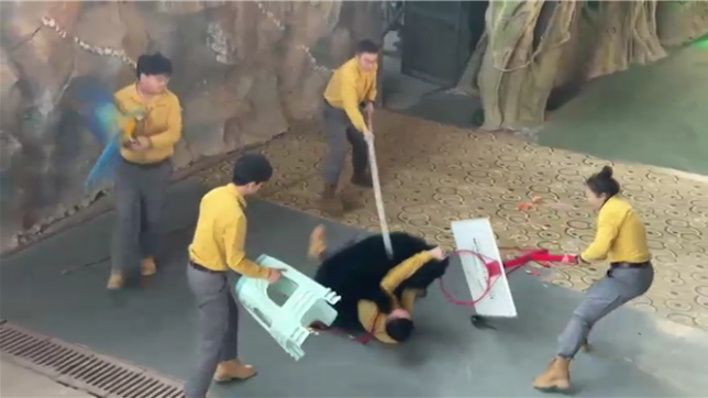 On ne sait pas ce qui a provoqué la colère de l'animal.