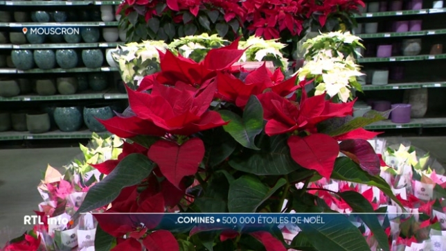 Le poinsettia, ou étoile de Noël, est originaire d'Amérique centrale mais il est cultivé chez nous, notamment à Comines, où un demi-million de plantes sont produites chaque année. Les Belges aiment son côté festif et décoratif.