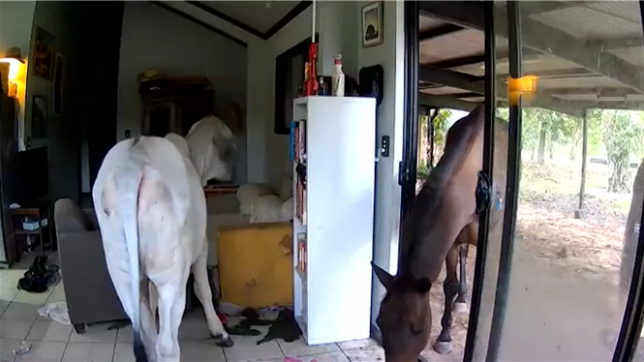 Un élu australien a découvert des images insolites : ses chiens ont laissé entrer un taureau et un cheval dans son salon, provoquant une heure et demie de chaos dans sa maison de Darwin.