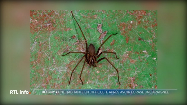 Après avoir écrasé une petite araignée, une Blegnytoise a failli mourir. Nécrose, fièvre, infarctus : son avocat, de Stoumont, dénonce une préparation insuffisante face aux morsures de cette espèce.
