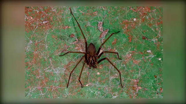 araignee.jpg