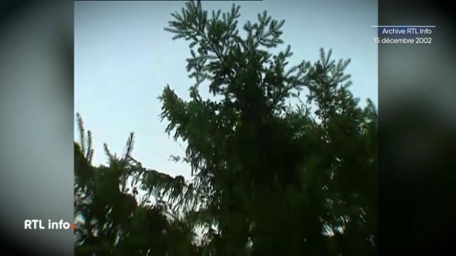 A Jodogine, le sapin de la Grand Place n'avait pas bonne mine, la commune avait décidé de le remplacer.