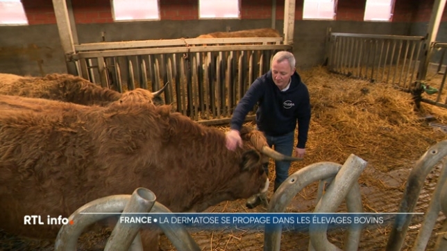 C'est une maladie mortelle pour les animaux. Pour freiner la propagation de la maladie, des milliers de vaches ont dû être abattues. Une épidémie qui sévit loin de nos frontières mais qui inquiète, malgré tout, les éleveurs belges.