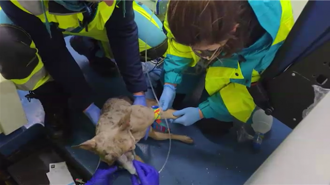 Une maison de Couillet a été ravagée par les flammes tôt ce mercredi matin. Piégée à l’intérieur, une famille de 8 personnes avec 6 enfants a été sauvée par deux passants.