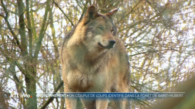 Un chasseur a filmé un couple de loups dans la forêt de Saint-Hubert, preuve d'une installation durable. Selon le Plan Loup en Wallonie, les éleveurs locaux seront accompagnés afin de prévenir au mieux les risques liés à la prédation.