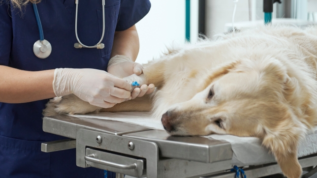 Image d’illustration